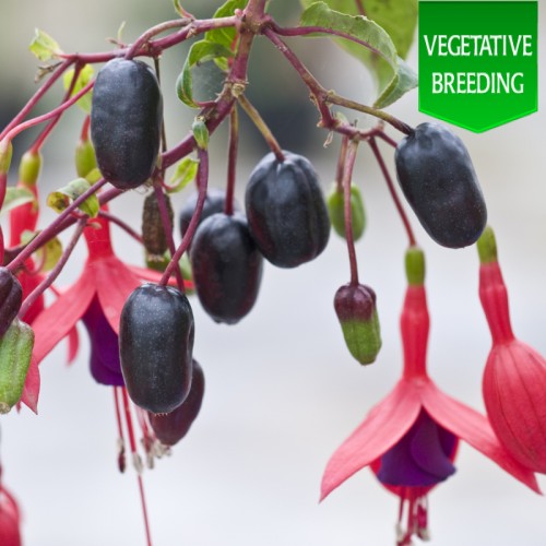 fuchsia-berry-wholesale-seeds-and-vegetative-breeding-from-thompson